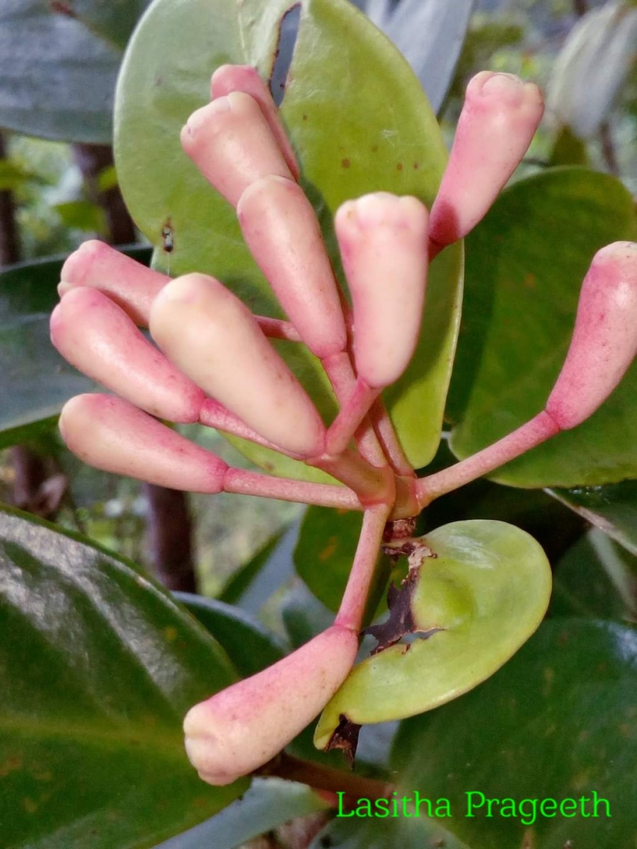 Syzygium amphoraecarpus Kosterm.